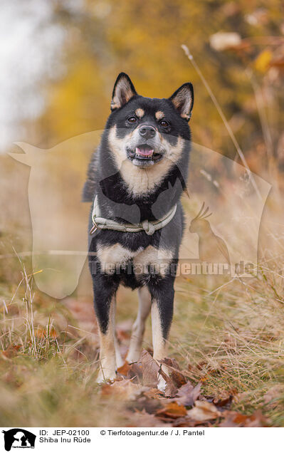 Shiba Inu R�de / male Shiba Inu / JEP-02100