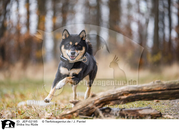 Shiba Inu R�de / male Shiba Inu / JEP-02185