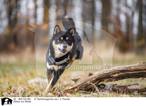 Shiba Inu R�de / male Shiba Inu / JEP-02186