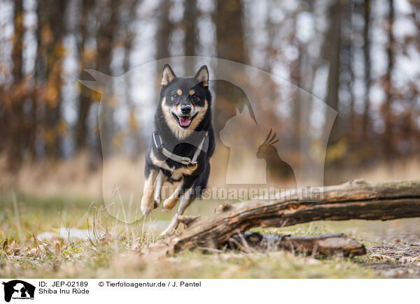 Shiba Inu R�de / male Shiba Inu / JEP-02189