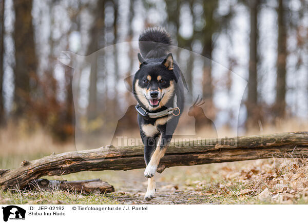 Shiba Inu R�de / male Shiba Inu / JEP-02192