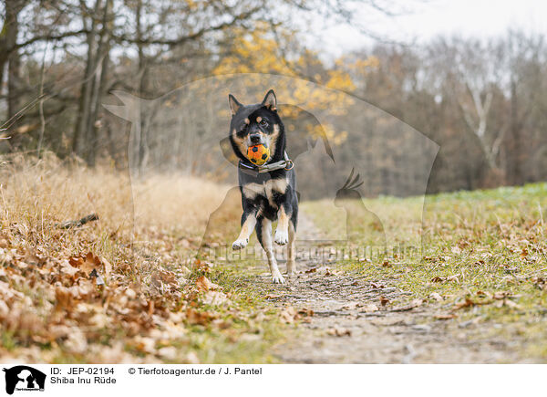 Shiba Inu R�de / male Shiba Inu / JEP-02194