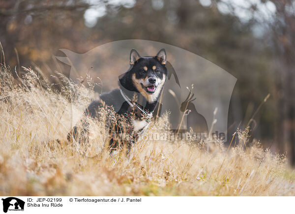 Shiba Inu R�de / male Shiba Inu / JEP-02199