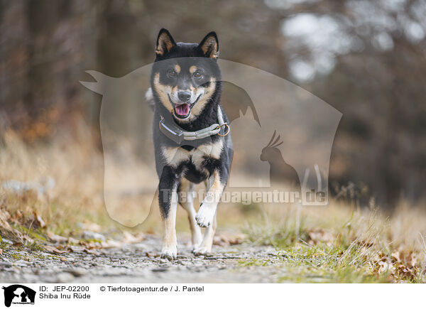 Shiba Inu R�de / male Shiba Inu / JEP-02200