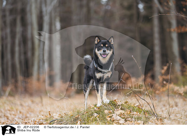 Shiba Inu R�de / male Shiba Inu / JEP-02206