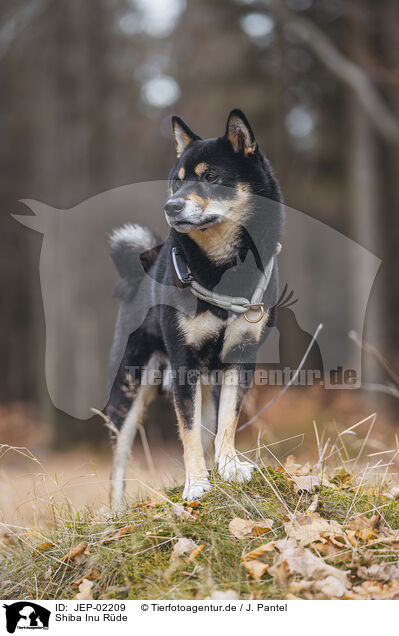 Shiba Inu R�de / male Shiba Inu / JEP-02209