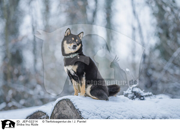 Shiba Inu R�de / male Shiba Inu / JEP-02214