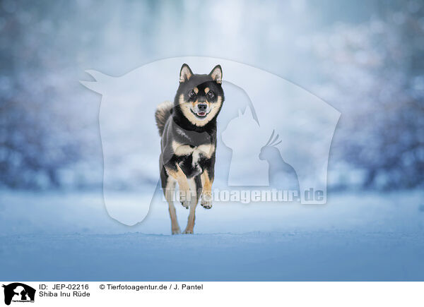 Shiba Inu R�de / male Shiba Inu / JEP-02216