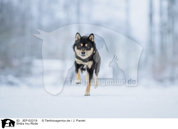 Shiba Inu R�de / male Shiba Inu / JEP-02219