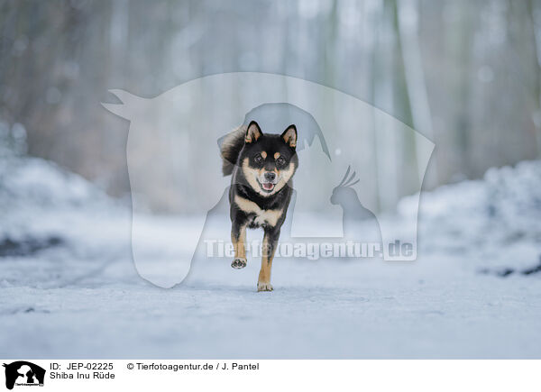 Shiba Inu R�de / male Shiba Inu / JEP-02225