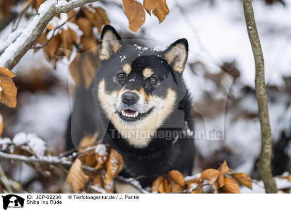 Shiba Inu R�de / male Shiba Inu / JEP-02236