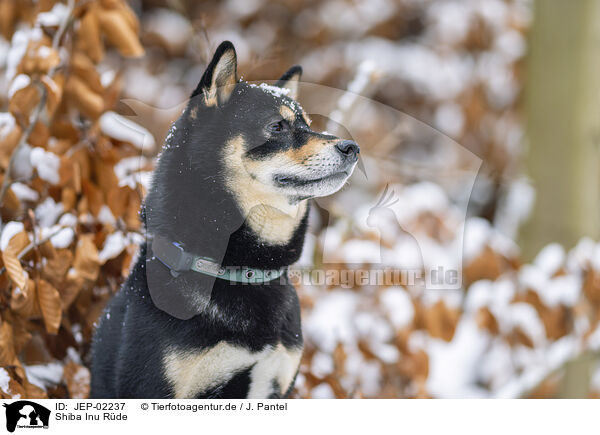 Shiba Inu R�de / male Shiba Inu / JEP-02237