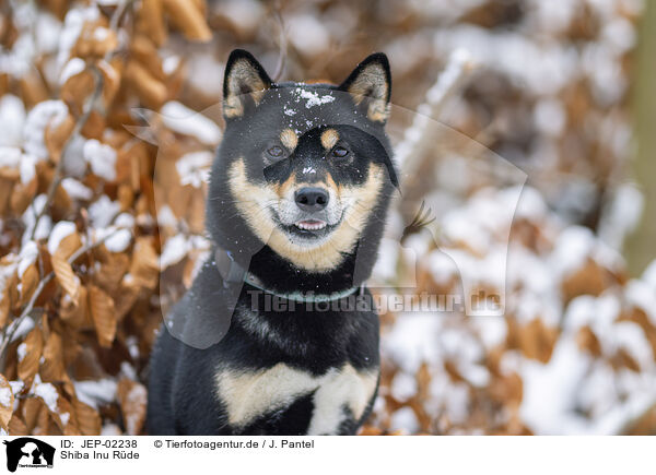 Shiba Inu R�de / male Shiba Inu / JEP-02238