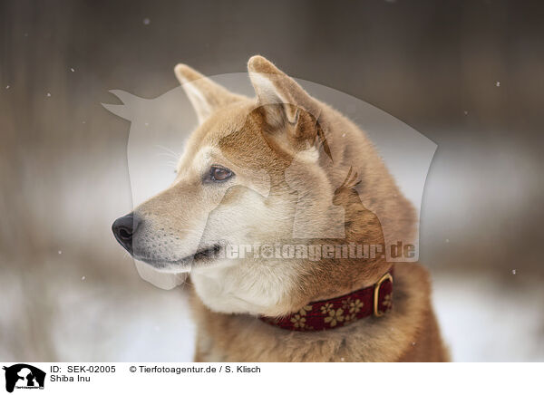 Shiba Inu / Shiba Inu / SEK-02005