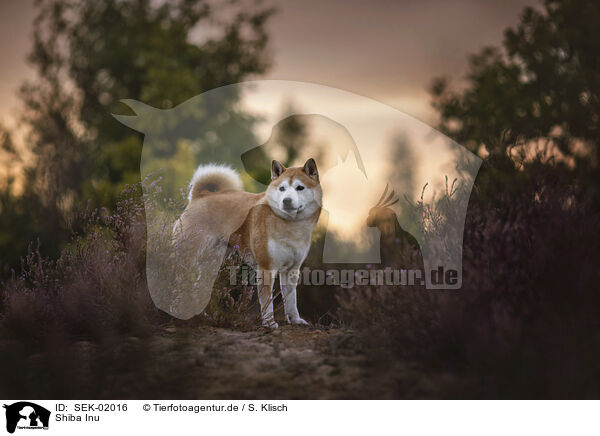 Shiba Inu / Shiba Inu / SEK-02016