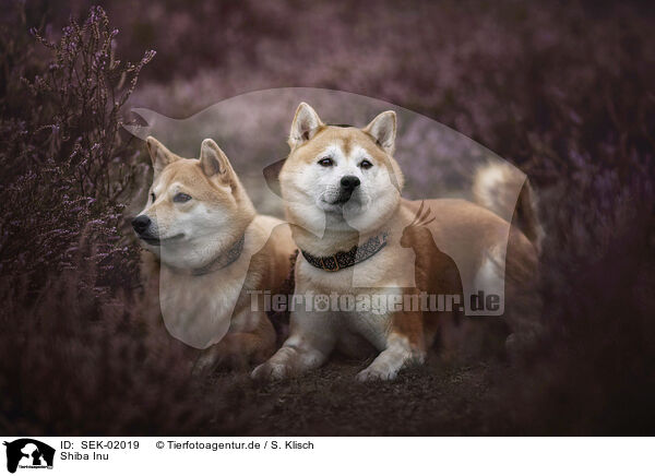 Shiba Inu / Shiba Inu / SEK-02019