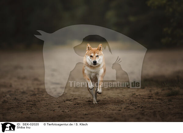 Shiba Inu / Shiba Inu / SEK-02020