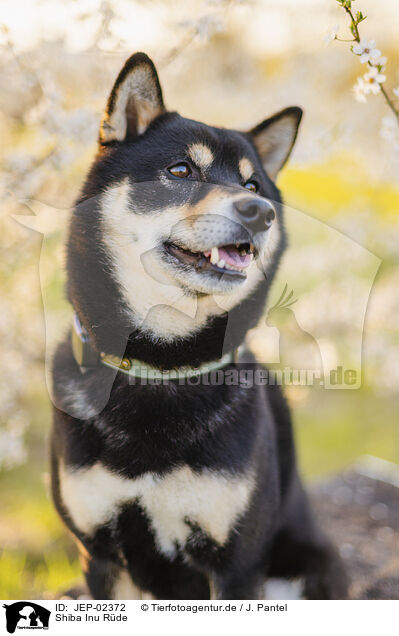 Shiba Inu R�de / male Shiba Inu / JEP-02372