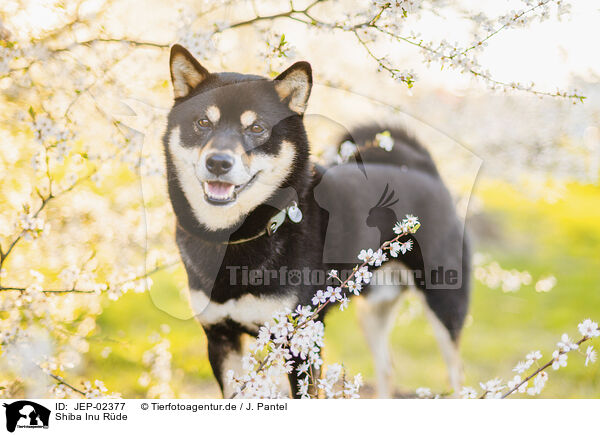 Shiba Inu R�de / male Shiba Inu / JEP-02377
