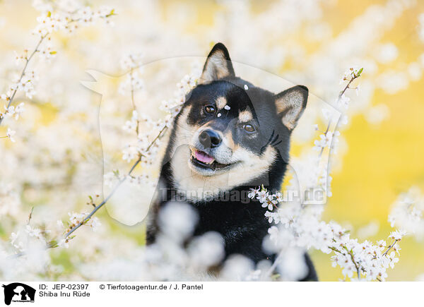 Shiba Inu R�de / male Shiba Inu / JEP-02397