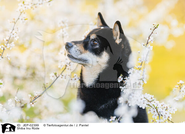 Shiba Inu R�de / male Shiba Inu / JEP-02399