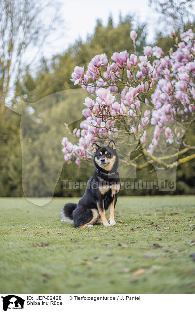Shiba Inu R�de / male Shiba Inu / JEP-02428