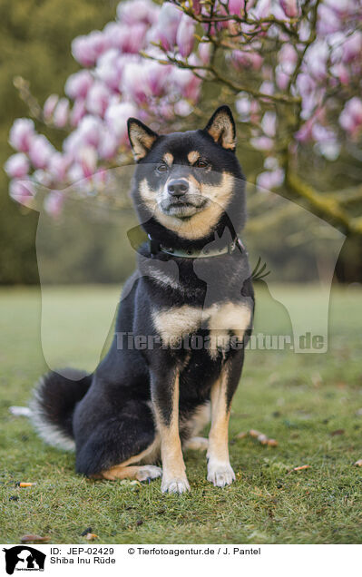 Shiba Inu R�de / male Shiba Inu / JEP-02429