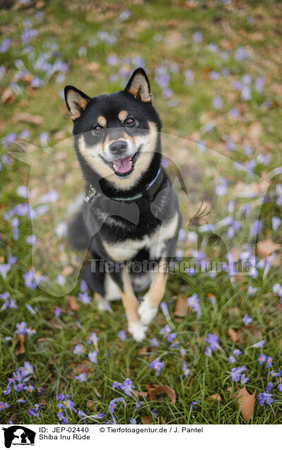 Shiba Inu R�de / male Shiba Inu / JEP-02440