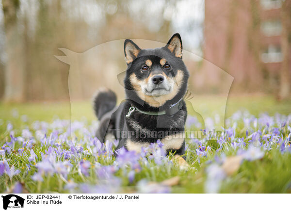 Shiba Inu R�de / male Shiba Inu / JEP-02441