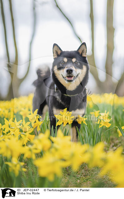 Shiba Inu R�de / male Shiba Inu / JEP-02447