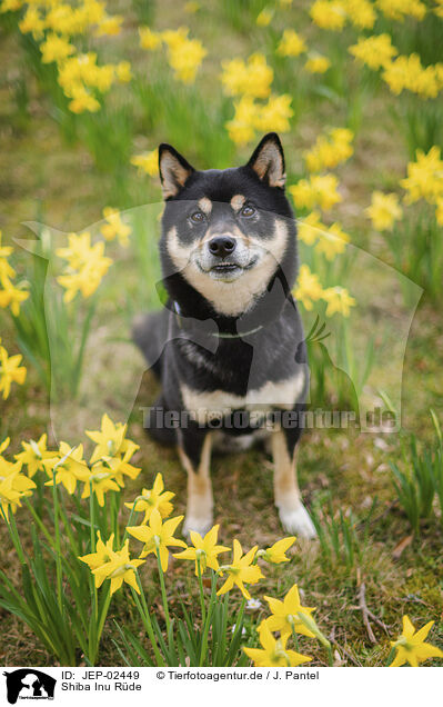Shiba Inu R�de / male Shiba Inu / JEP-02449