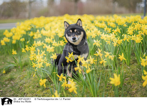 Shiba Inu R�de / male Shiba Inu / JEP-02451