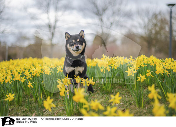 Shiba Inu R�de / male Shiba Inu / JEP-02456