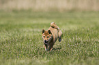 Shiba Inu Welpe