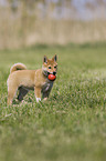 Shiba Inu Welpe