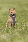 Shiba Inu Welpe