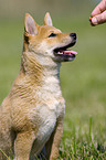 Shiba Inu Welpe