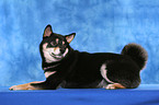 liegender Shiba Inu