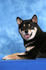 liegender Shiba Inu