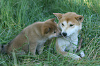 Shiba Inu Hndin mit Welpen