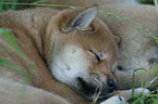 schlafender Shiba Inu Welpe