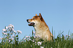 Shiba Inu