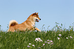 rennender Shiba Inu