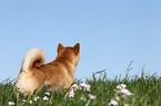 Shiba Inu im Gras