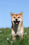 Shiba Inu im Gras