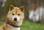 Shiba Inu Portrait