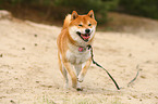 rennender Shiba Inu