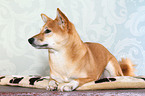 liegender Shiba Inu