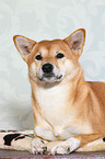 liegender Shiba Inu