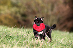 Shiba Inu Welpe mit Spielzeug